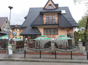 Brzoza w centrum Zakopanego Zakopane